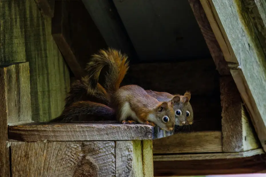 Humane Squirrel Removal: Effective Strategies for Attic Eviction