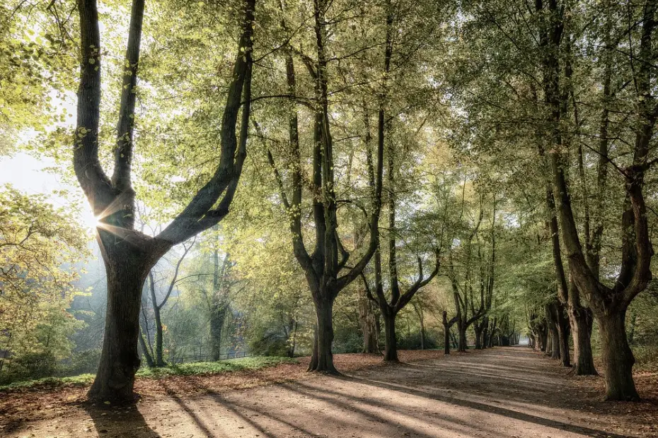 The Hidden Wonders of Urban Parks