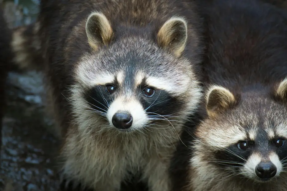 How to Keep Raccoons Away from Your House: A Comprehensive Guide