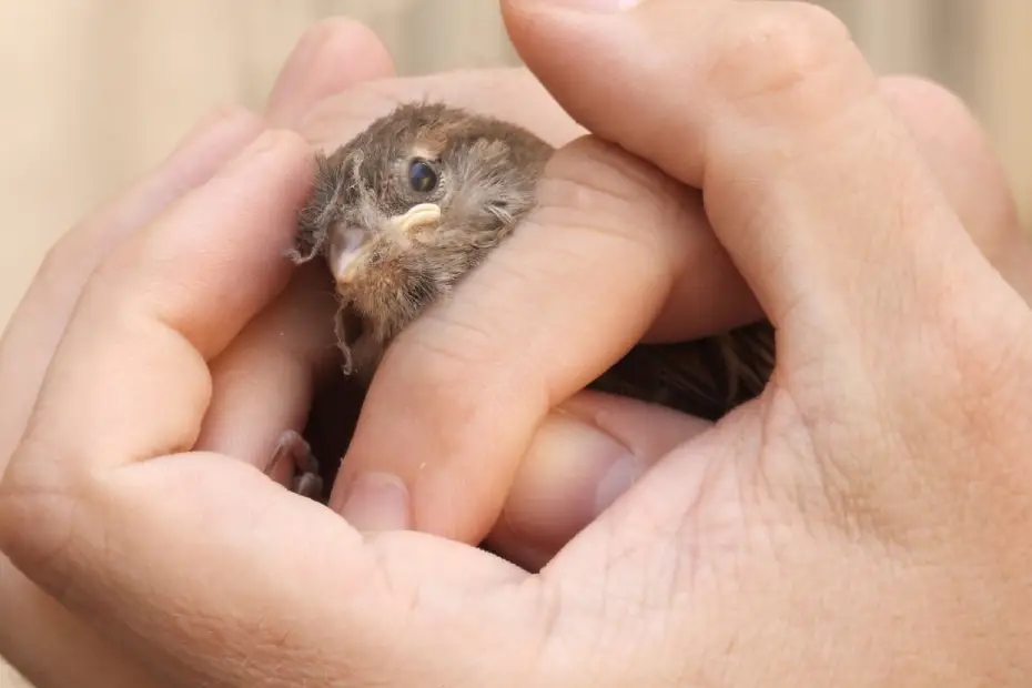 Wildlife Rehabilitation Centers: Compassionate Care for Urban Animals
