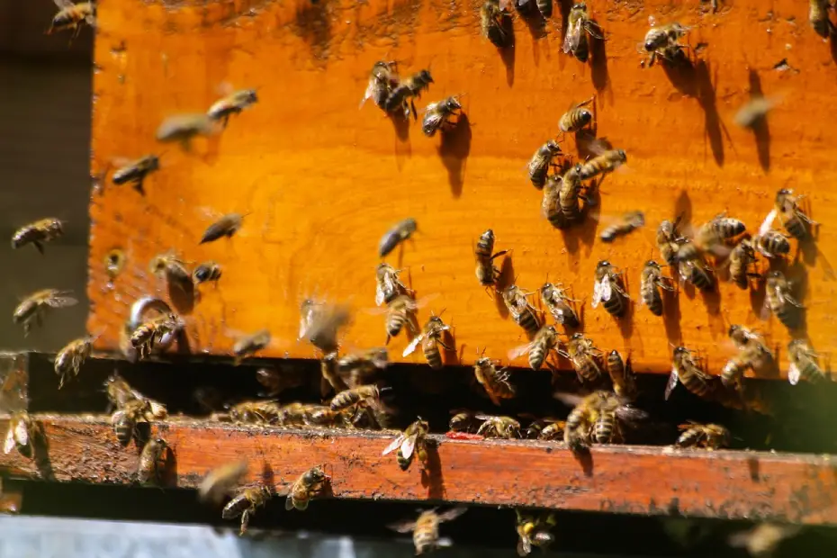 The Urban Beekeeper: Beekeeping, Cultivating Honey in the City