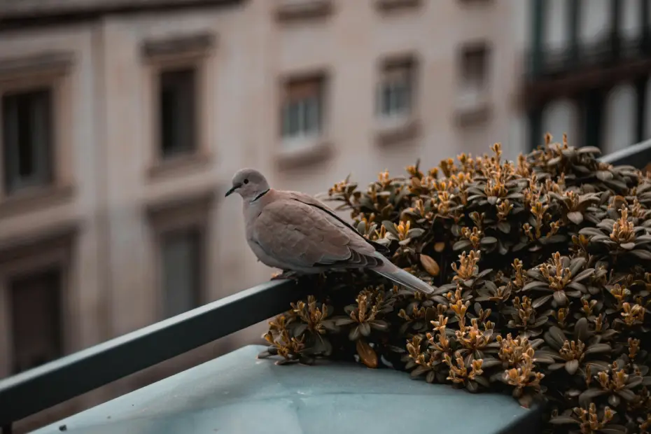 Balcony Birding: How to Attract Beautiful Birds Without Inviting Unwanted Pests