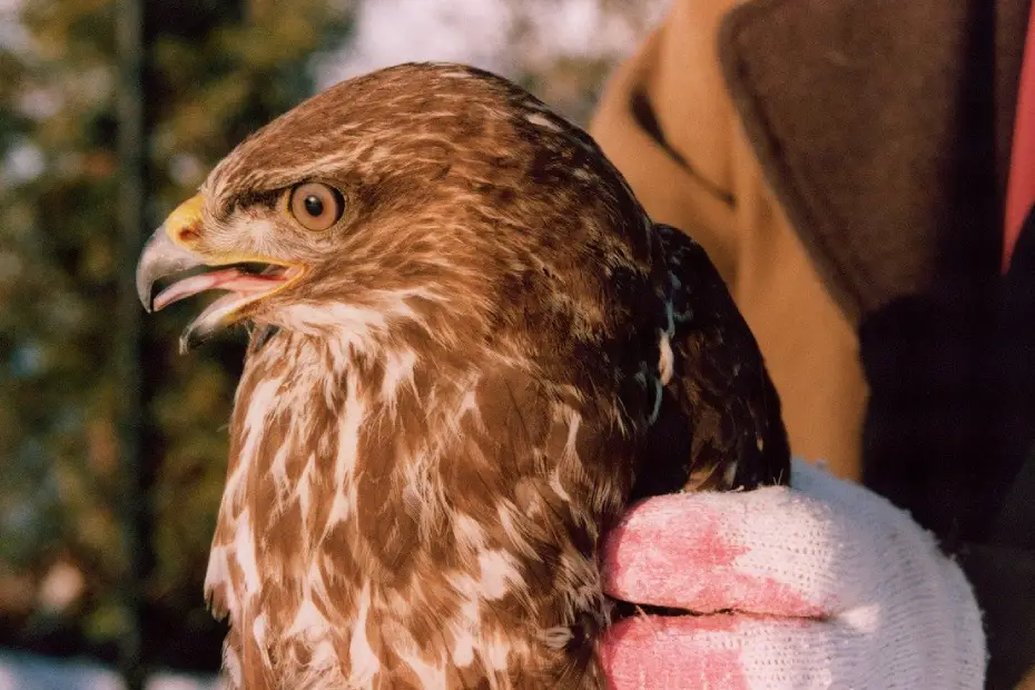 From Injury to Freedom: The Inspiring Recovery of a Rescued Hawk