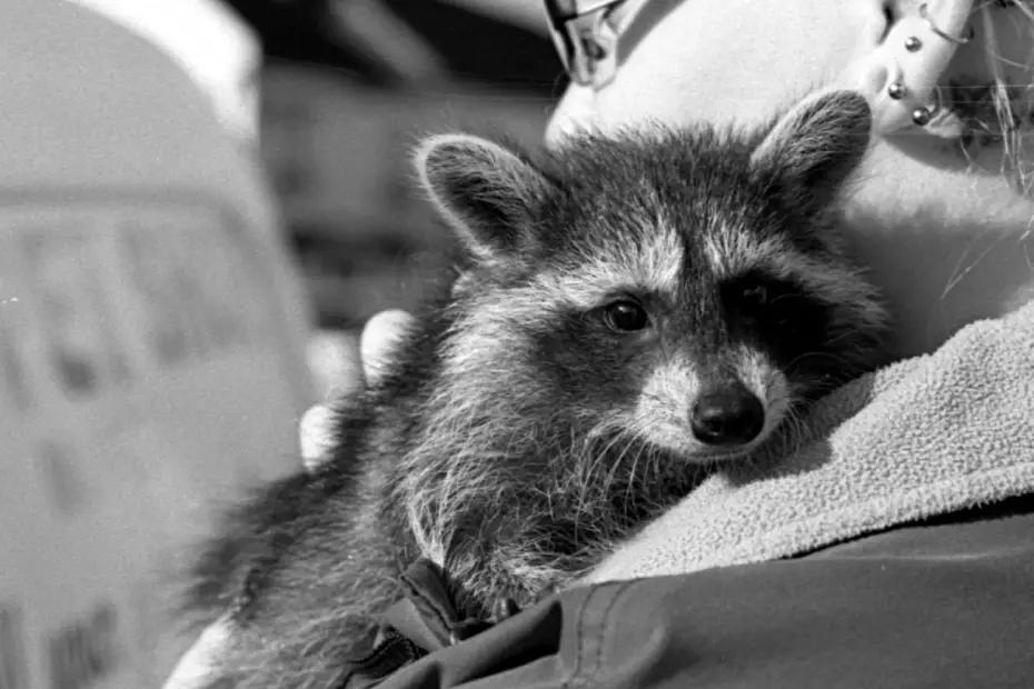 The Orphaned Raccoon Family: A Heartwarming Tale of Rescue and Return to the Wild