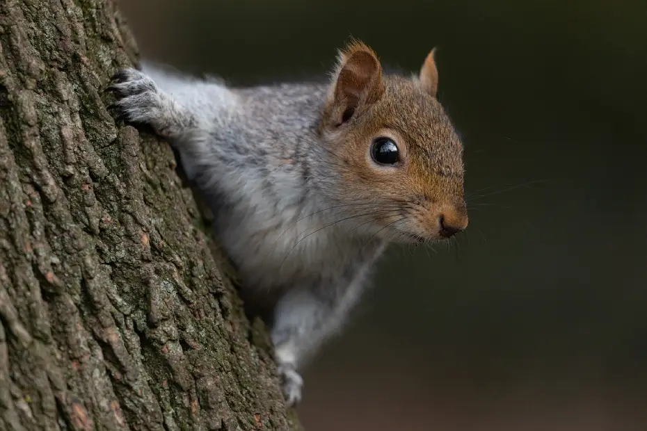 Humane Squirrel Removal: Effective Strategies for Attic Eviction