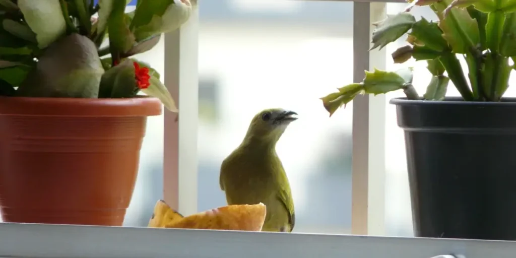 Balcony Birding: How to Attract Beautiful Birds Without Inviting Unwanted Pests
