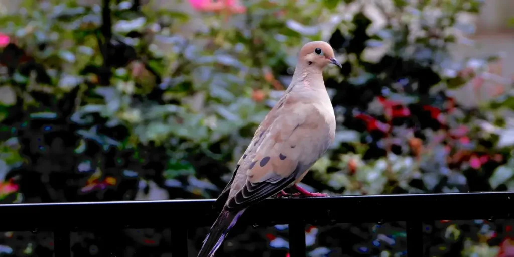 Balcony Birding: How to Attract Beautiful Birds Without Inviting Unwanted Pests