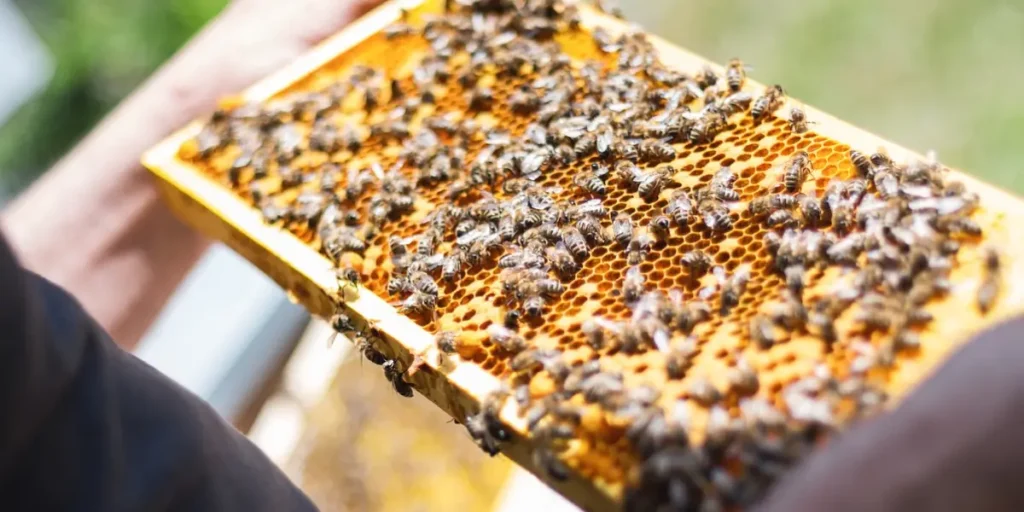 The Urban Beekeeper: Beekeeping, Cultivating Honey in the City
