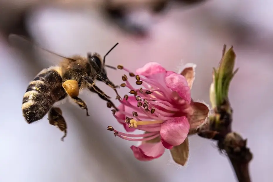 The Power of Pollinators: Why Protecting Bees, Butterflies, and Other Urban Pollinators Matters