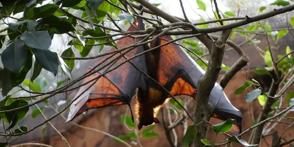Building a Bat House: How to Invite These Nighttime Allies into Your Backyard