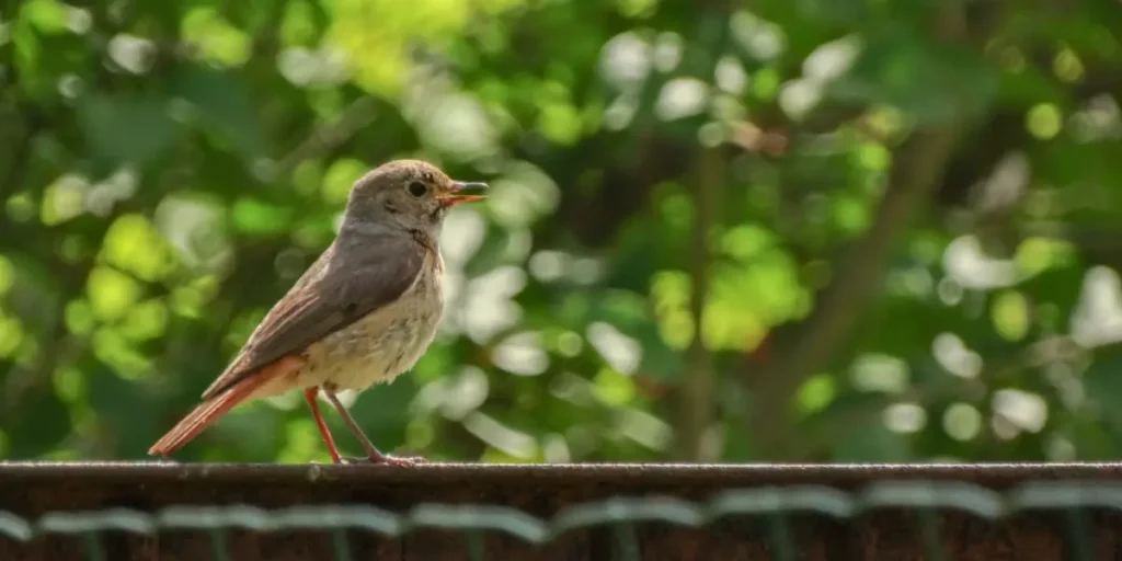 Balcony Birding: How to Attract Beautiful Birds Without Inviting Unwanted Pests