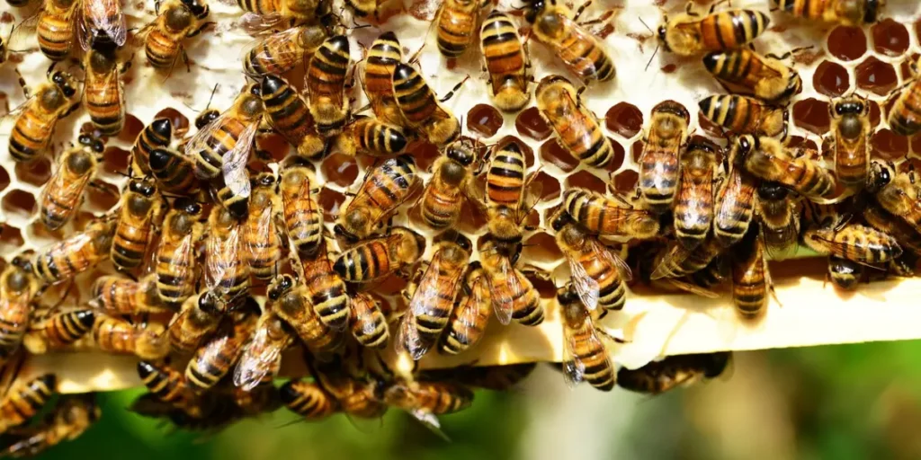 The Urban Beekeeper: Beekeeping, Cultivating Honey in the City
