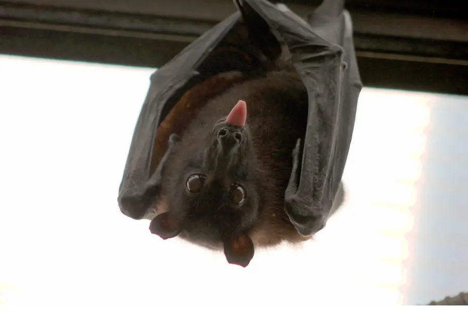 Building a Bat House: How to Invite These Nighttime Allies into Your Backyard
