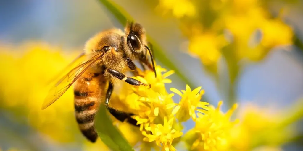 The Power of Pollinators: Why Protecting Bees, Butterflies, and Other Urban Pollinators Matters