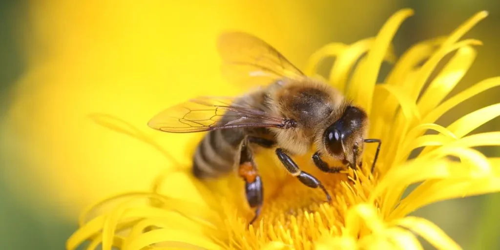 The Power of Pollinators: Why Protecting Bees, Butterflies, and Other Urban Pollinators Matters
