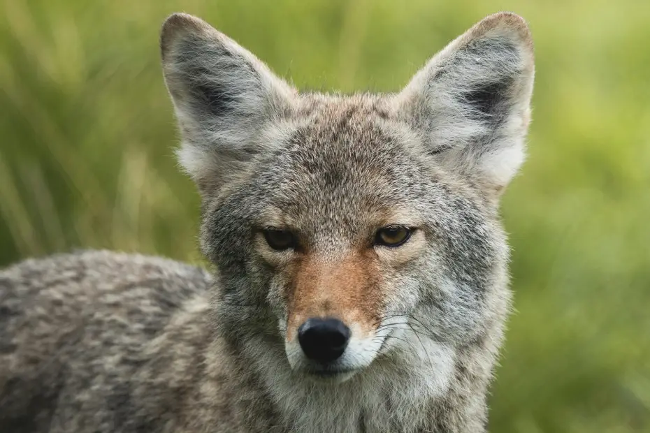 Coyote Calls: A Nighttime Encounter in Suburban Wilderness