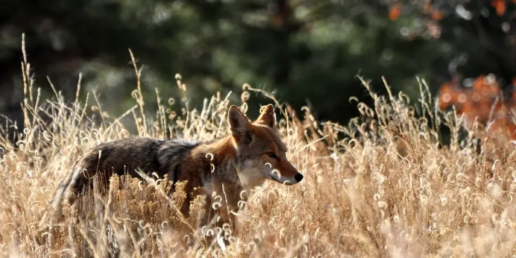 Coyote Calls: A Nighttime Encounter in Suburban Wilderness