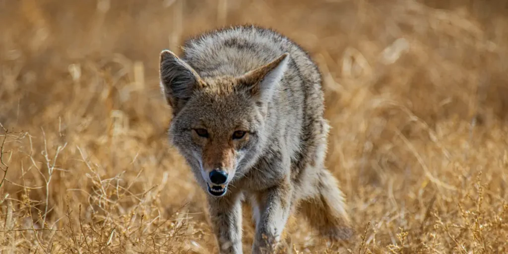Coyote Calls: A Nighttime Encounter in Suburban Wilderness