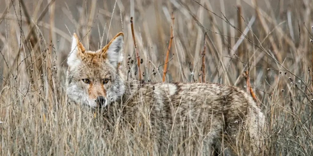 Coyote Calls: A Nighttime Encounter in Suburban Wilderness