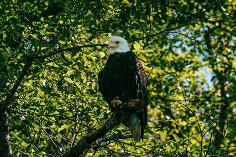 The Hawk of Central Park: A Tale of Survival in the Concrete Jungle