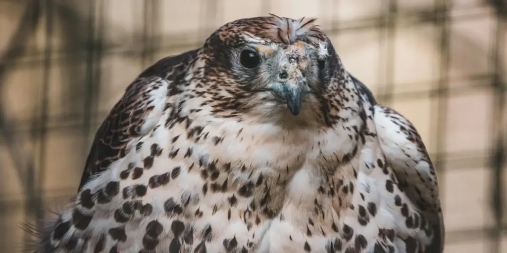 From Injury to Freedom: The Inspiring Recovery of a Rescued Hawk