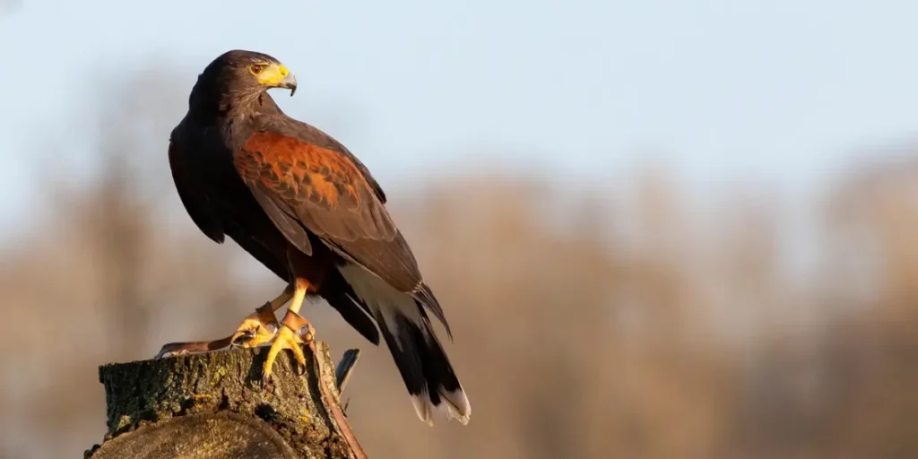 From Injury to Freedom: The Inspiring Recovery of a Rescued Hawk