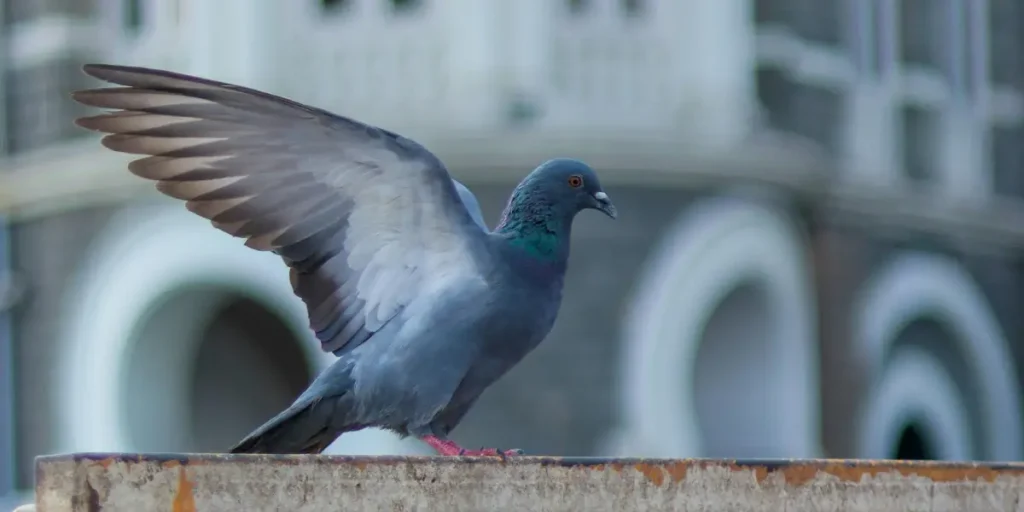 Pigeon Problems? Effective Solutions for Managing Pigeons in Urban Areas