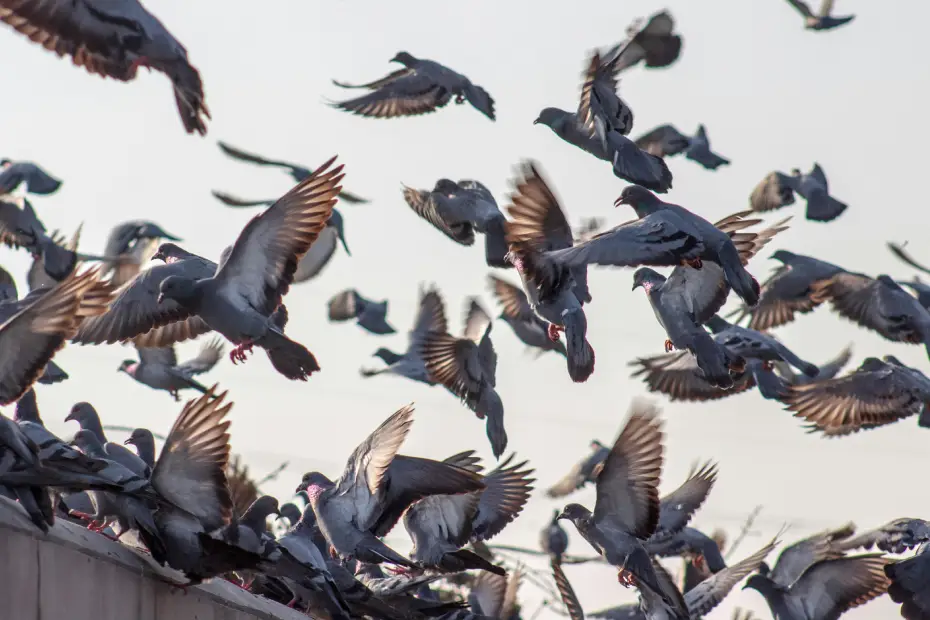 Pigeon Problems? Effective Solutions for Managing Pigeons in Urban Areas