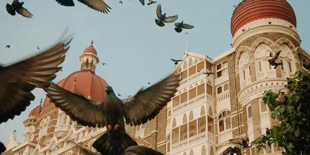 Pigeon Problems? Effective Solutions for Managing Pigeons in Urban Areas