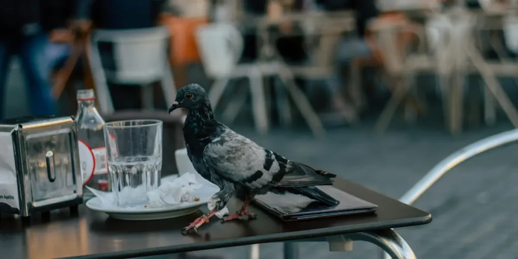Pigeon Problems? Effective Solutions for Managing Pigeons in Urban Areas