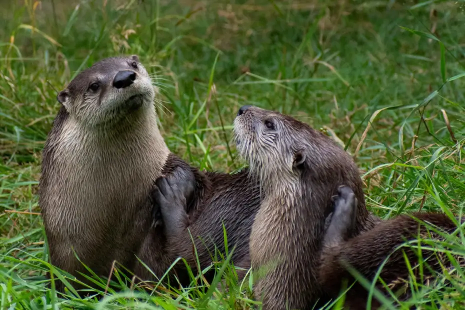 The Return of the River Otters: A Story of Survival and Hope
