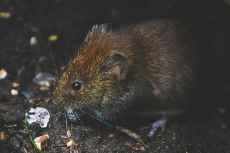 The Hidden World of Subway Rats: Exploring the Secret Lives Beneath Our Feet