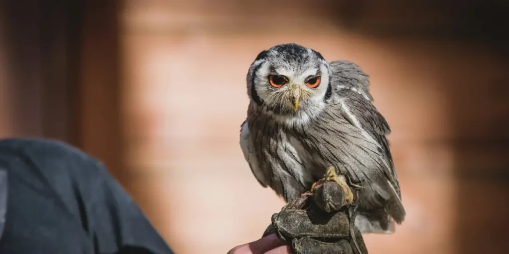 Behind the Scenes at a Wildlife Rehab Center: A Day in the Life of a Wildlife Hero