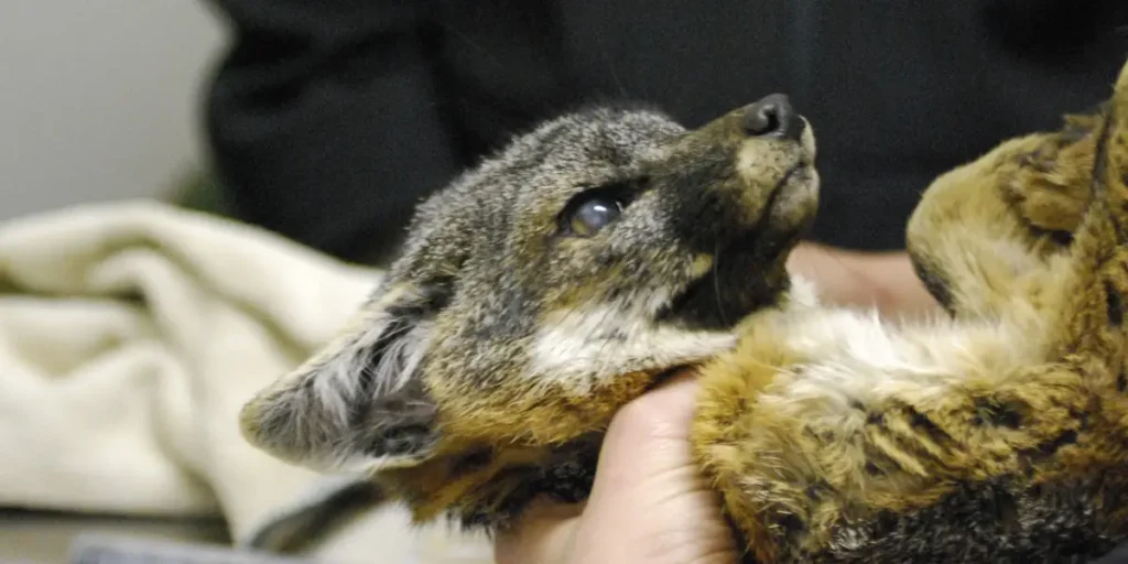 Behind the Scenes at a Wildlife Rehab Center: A Day in the Life of a Wildlife Hero