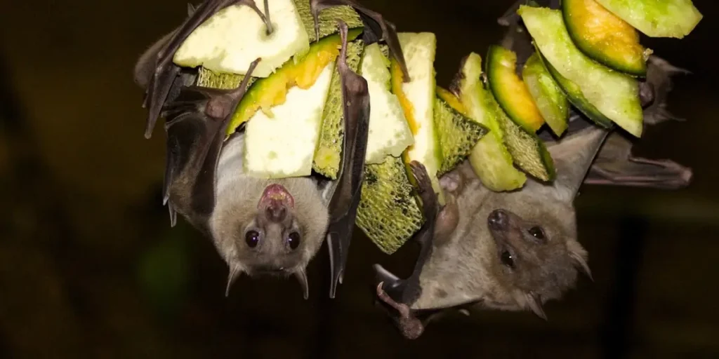 Building a Bat House: How to Invite These Nighttime Allies into Your Backyard