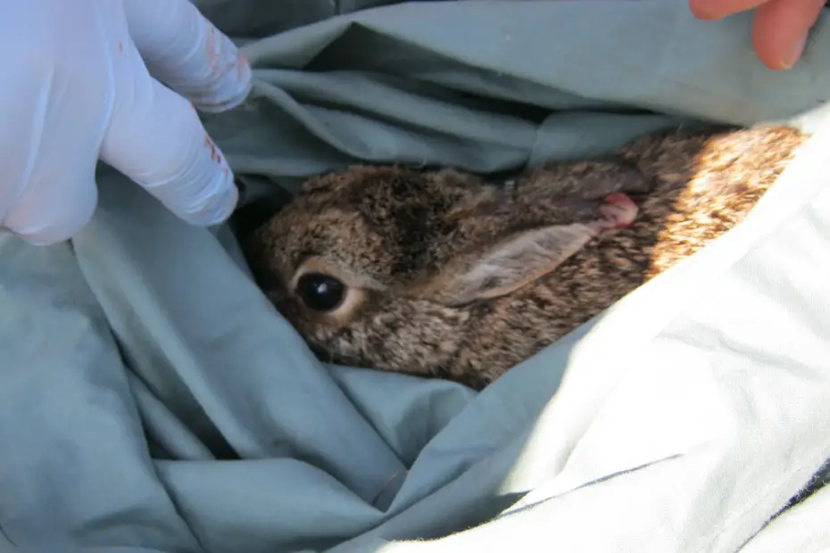 What to Do If You Find an Injured Wild Animal: A Guide to Helping Wildlife Safely