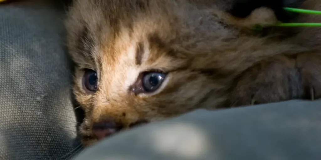 What to Do If You Find an Injured Wild Animal: A Guide to Helping Wildlife Safely