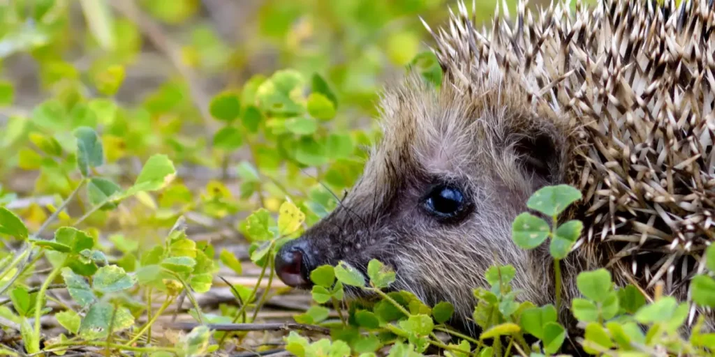 What to Do If You Find an Injured Wild Animal: A Guide to Helping Wildlife Safely